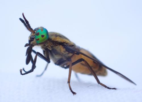 Chrysops viduatus